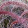 Rozplenica obca 'Rubrum' – Pennisetum, piórkówka kłosy